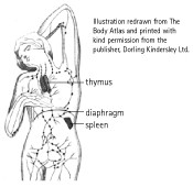 Lymph Nodes