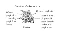 Lymph Node Structure